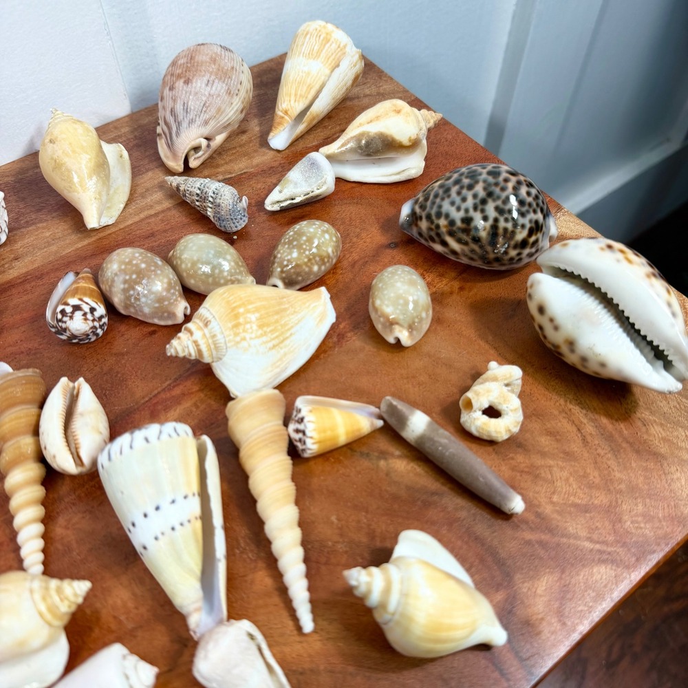 Natural Sea Shell Collection Assorted Lot Cone Cowrie Auger Specimen Decor 51 Pc - Picture 8 of 13